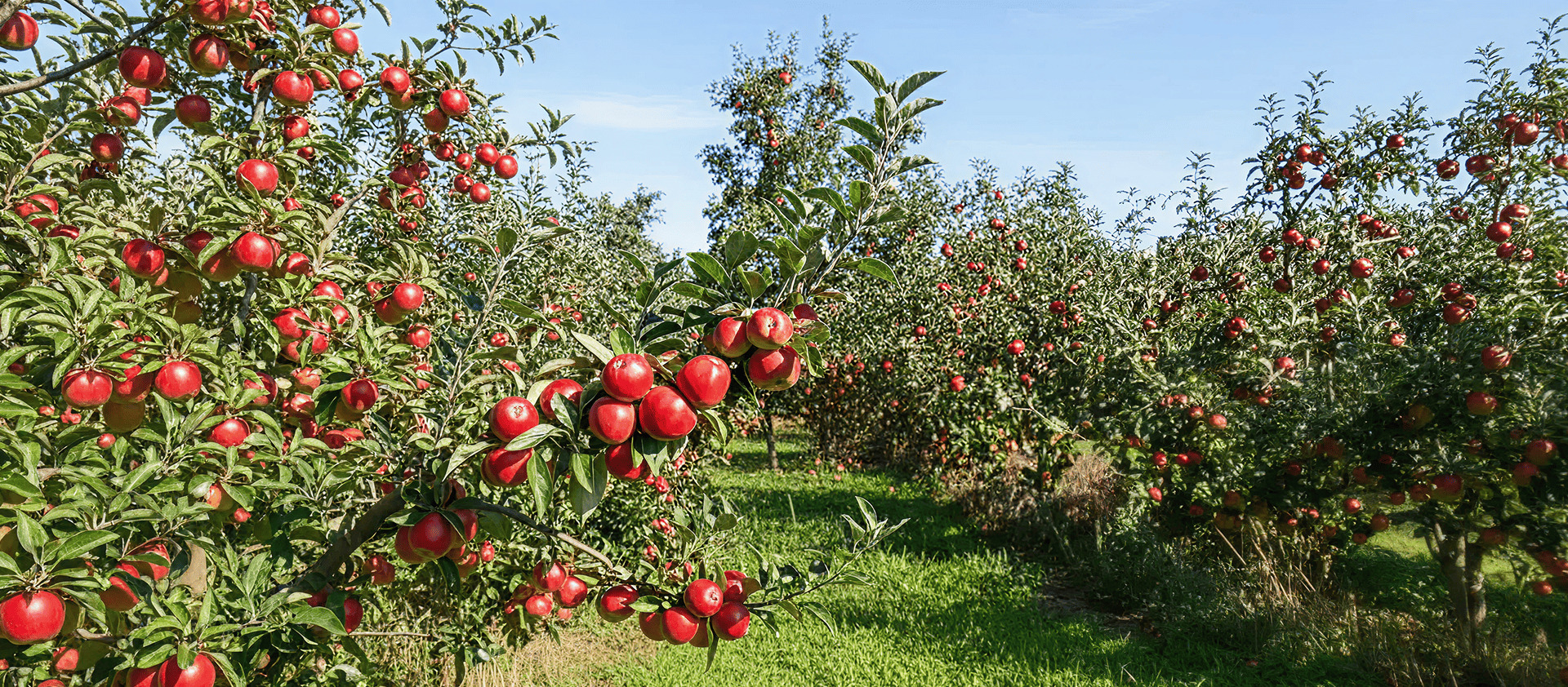 GRAPE 2 project: climate-resilient development in Nepal
