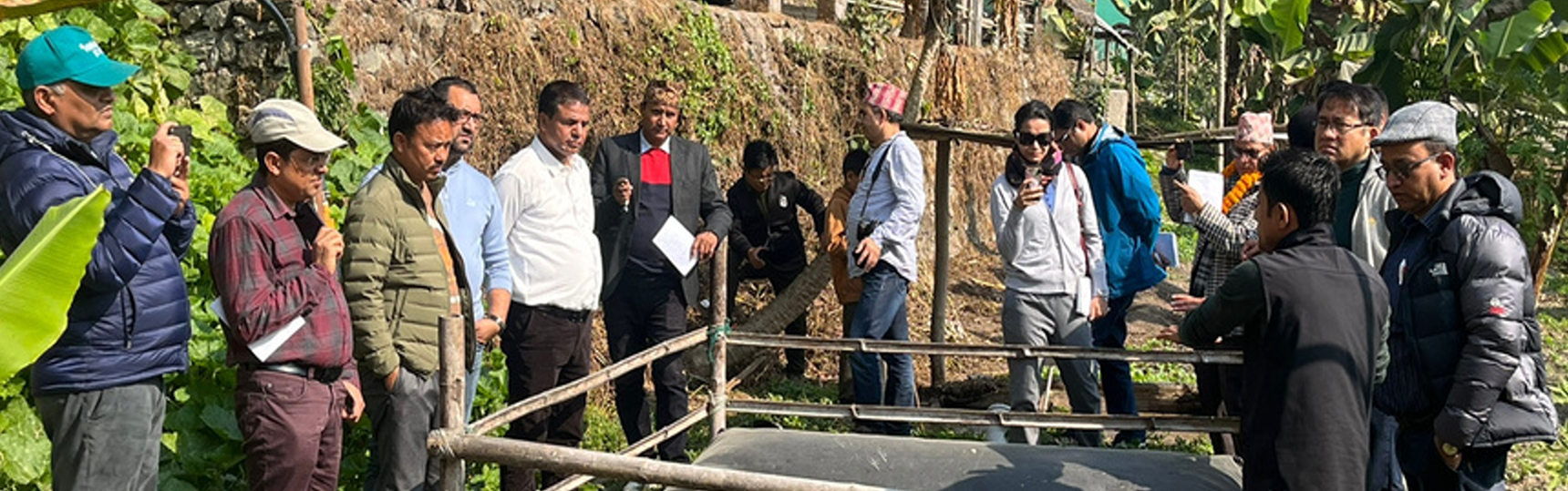 Karnali Women's Cooperative harvesting organic tomatoes.
